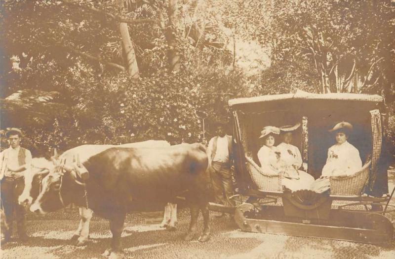 Madeira Portugal Women In Ox Cart Real Photo Antique Postcard K40044