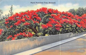 Royal Poinciana Tree Bermuda 1941 