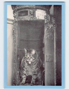 Postcard Postal Cats ('Tibs', Post Office Headquarters), London, England