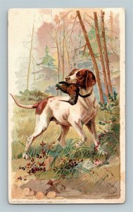 1889 Hunting Bird Dog With Woodcock Arbuckles Ariosa Coffee Victorian Trade Card