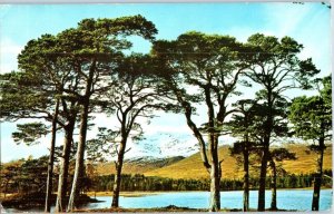 Old Caledonian Pines by the Shores of Loch Tulla Argyll Ireland Postcard Posted