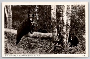 RPPC Bear And Cubs In Algonquin Provincial Park Ontario Canada Postcard U25