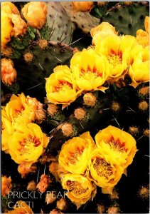 Flowers Prickly Pear Cactus In Bloom