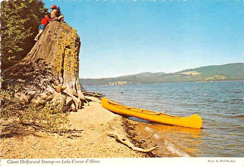 Giant Driftwood Stump - Lake Coeur d'Alene