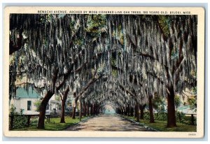 c1920s Benachi Ave, Moss Covered Live Oak Trees 100 Year Old Biloxi MS Postcard