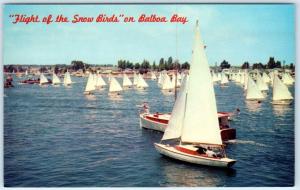 BALBOA ISLAND, California CA  FLIGHT of the SNOWBIRDS Sailboats 1960s Postcard