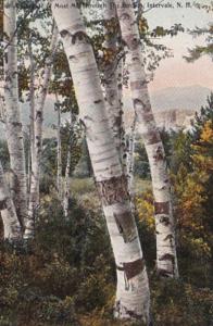 New Hampshire Intervale Glimpse Of Moat Mountain Through The Birches