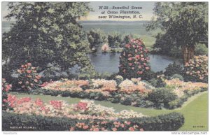 Scenic Drive At Orton Plantation, Near Wilmington, North Carolina, PU-1950