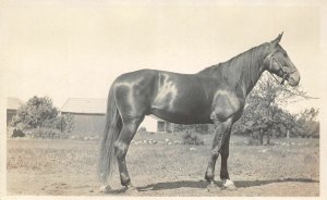 G10/ Occupational RPPC Postcard c1910 Horse Breeder Farm Show 14