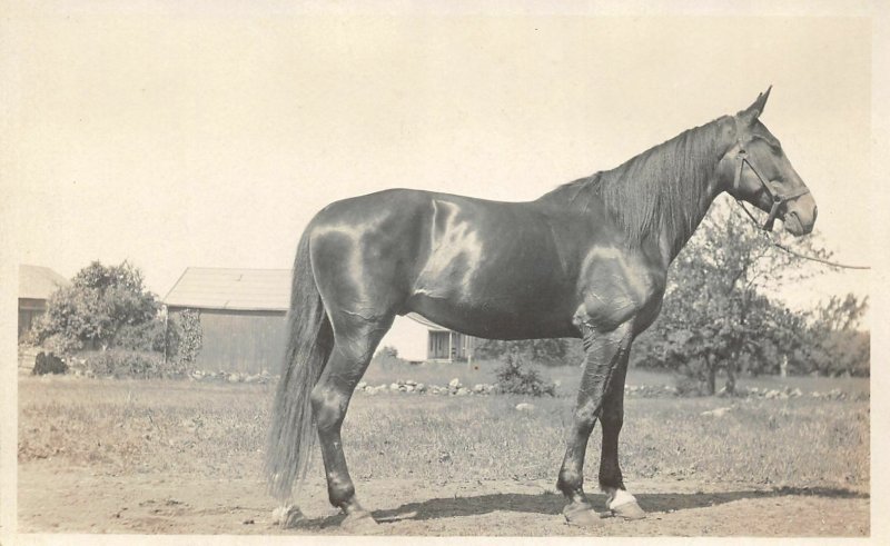 G10/ Occupational RPPC Postcard c1910 Horse Breeder Farm Show 14