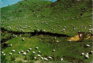 New Zealand's Sixty Million Odd Sheep Postcard PC399