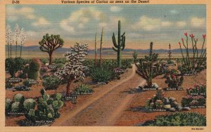 Vintage Postcard Various Species Of Cactus Seen On The Desert Spanish Bayonet