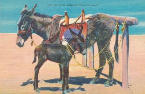 Greetings From Colorado - Hello Pal - Donkey - Linen