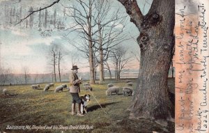 BALTIMORE MARYLAND~DRUID HILL PARK-SHEPHERD AND HIS FLOCK OF SHEEP~1906 POSTCARD