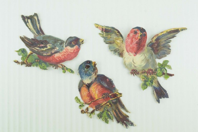 1880's Lovely Die Cut Victorian Colorful Birds Lot of 12 PD238