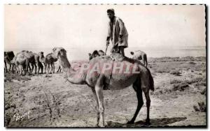 Old Postcard Scenes Types Fun gifts southern Tunisia Camel Camel