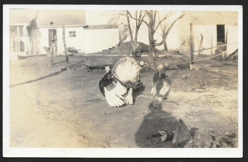 Two Turkeys in Yard Near House RPPC Unused c1910s