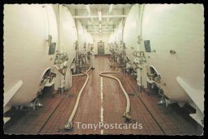 Aging Cellars - Olympia Brewing Company