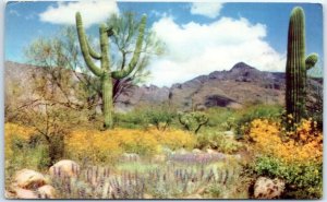 Postcard - April In The Valley Of The Sun - Phoenix, Arizona