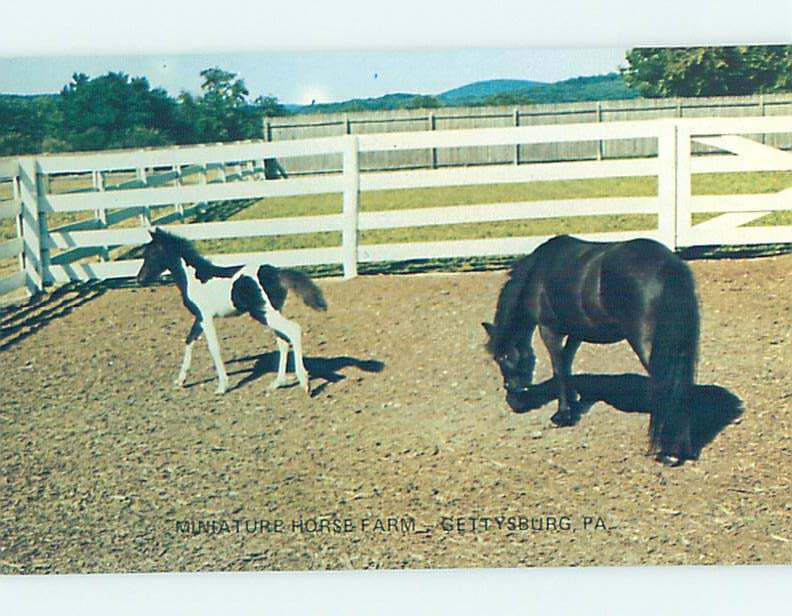 Pre-1980 MINIATURE HORSE FARM Gettysburg Pennsylvania PA AD2318