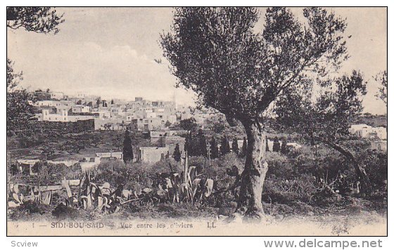 SIDI-BOU-SAID, Tunisia, 1900-1910s; Panorama, Vue Entre Les Oliviers