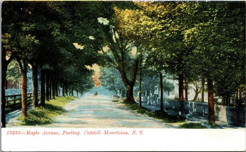 Catskill Mountains, New York Maple Avenue, Purling, Grove of Trees, 12233-A33 