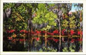 Magnolia Gardens Light & Shadow Charleston South Carolina Postcard 