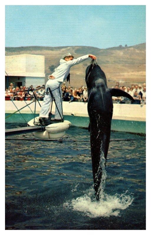 Postcard CA Palos Verdes Marineland Pacific Bubles Pilot Whale being fed