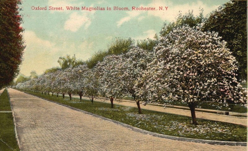 Vintage Postcard 1910's Oxford Street White Magnolias Bloom Rochester New York
