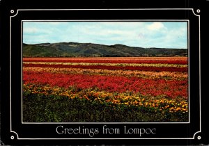 California Lompoc Valley Greetings Showing Beautiful Fields Of Flowers 1987