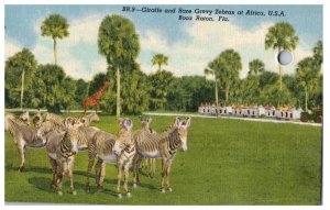 Giraffe and Rare Grevy Zebras at Africa USA Boca Raton Florida Postcard