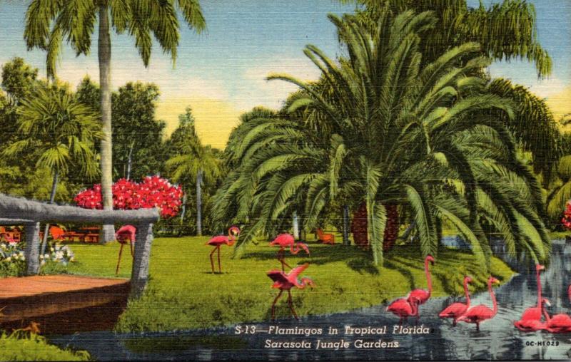 Florida Sarasota Flamingos In Sarasota Jungle Gardens Curteich