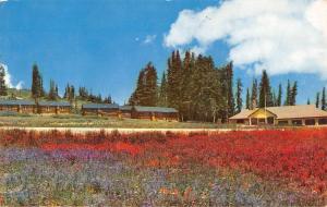 Cedar Breaks Natl Monument Utah Lodge Street View Vintage Postcard K47748