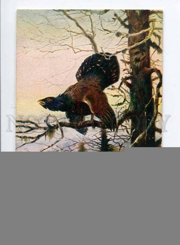 257458 HUNT Bird Capercaillie on Tree Vintage N.K.G. postcard