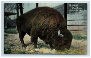 Early Cincinnati OH Zoo Gardens Buffalo Postcard
