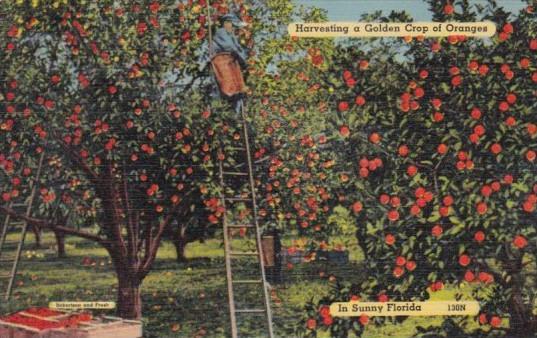 Harvesting A Golden Crop Of Oranges In Sunny Florida 1940