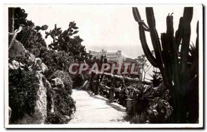 Old Postcard Monaco The Exotic Gardens