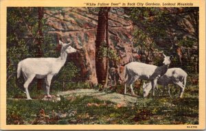 Postcard TN Chattanooga Lookout Mountain -White Fallow Deer Rock City Gardens