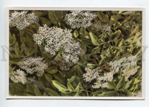 428026 Flower Sambucus nigra Vintage Sammelwerk Tobacco Card w/ ADVERTISING