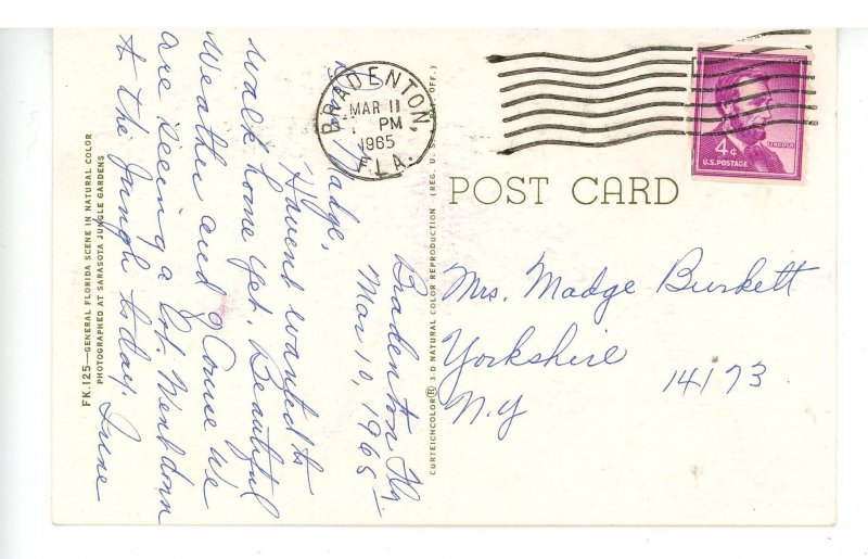 FL - Banana Tree, Bud & Fruit