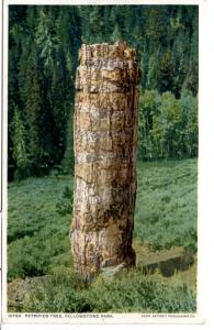 YELLOWSTONE, PETRIFIED TREE, DIVIDED BACK