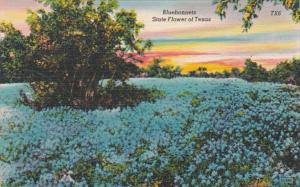 Texas State Flower Bluebonnets