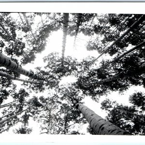 c1950s Sherry Robinson Photo RPPC Aspen Tree Canopy Real Photo Artistic PC A174