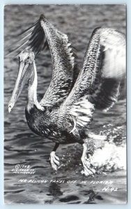 RPPC MR PELICAN Takes off in FLORIDA, FL ~ 1948 Real Photo Postcard