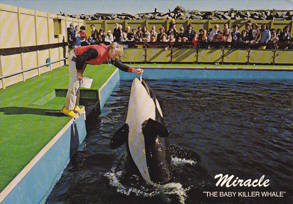 Miracle The Baby Killer Whale Sealand Of The Pacific Victoria British Columbi...