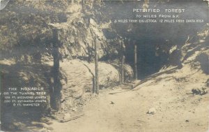 United States Petrified Forest the Monarch Tunnel Tree photo postcard  1925 