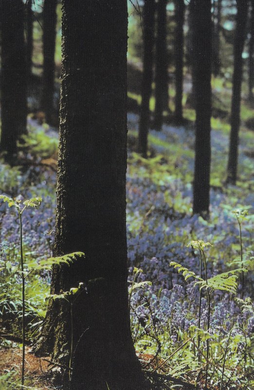 Bluebells Whitcliffe Wood Ludlow Shropshire Postcard