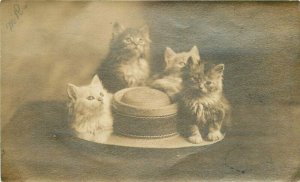 C-1910 Cats on a hat Interior RPPC Photo Postcard 21-12792