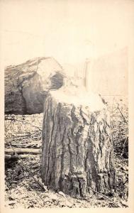 Jackson Hot Springs Arkansas Tree Stump Real Photo Antique Postcard K88395