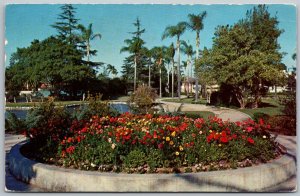 Anaheim California 1960 Postcard Anaheim City Park Bed Of Ranunculous Flowers